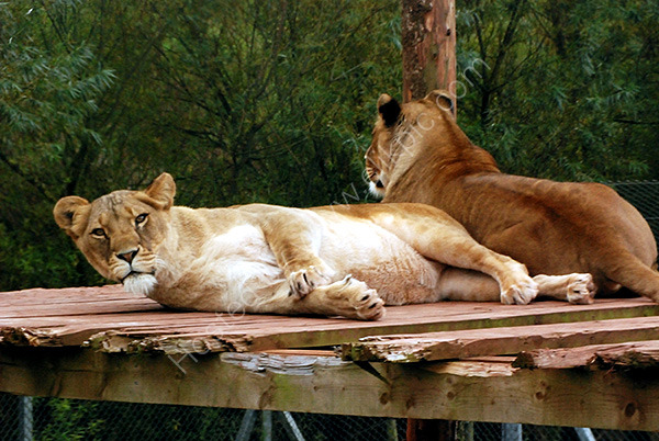 Suspicious Lioness