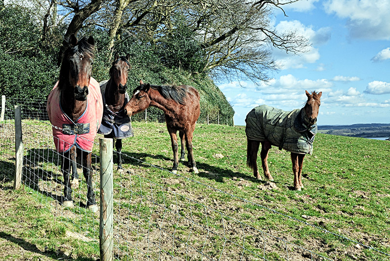 Four Horses at Brightling