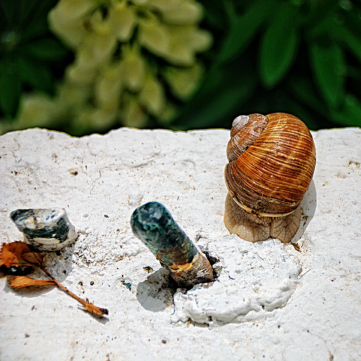 Roman Snail on a Window Sill
