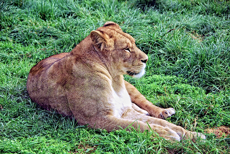 Lioness