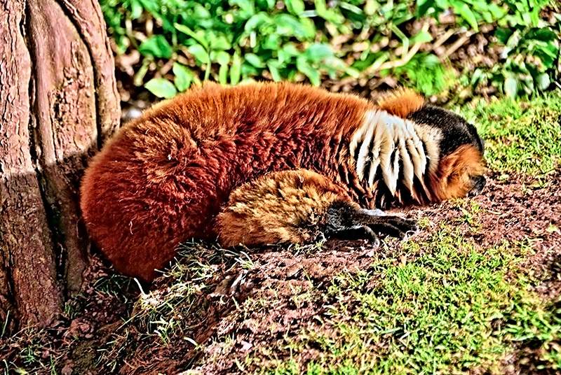 Sleeping Red Ruffed Lemur