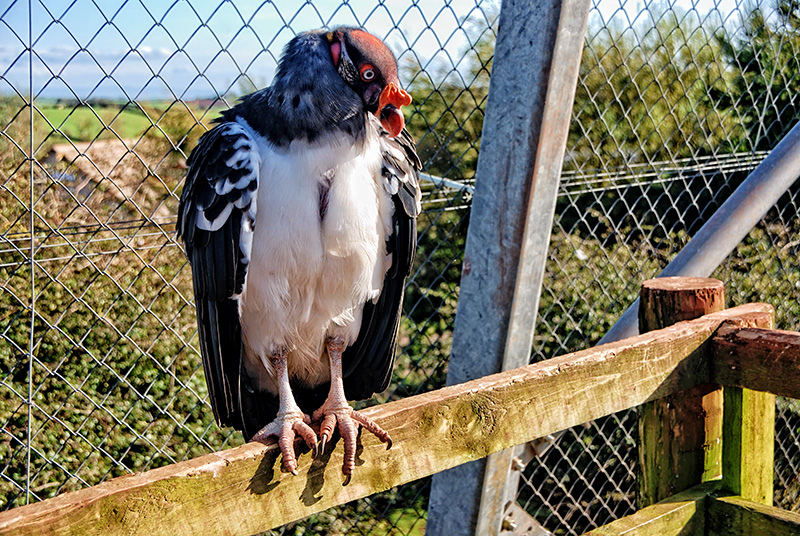 King Vulture