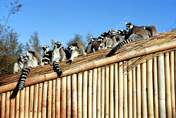 A Shed-Load of Lemurs