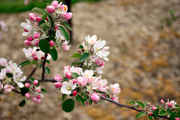 Apple Blossom