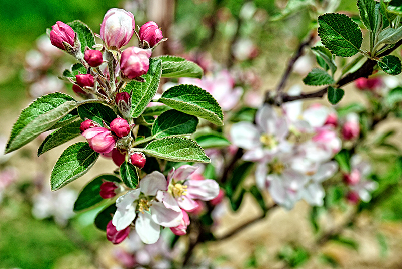 Apple Blossom to Make the Heart Sing