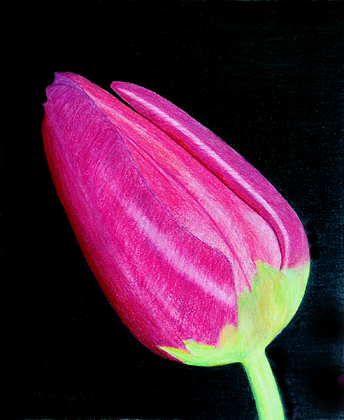 'A Tulip for Mum'