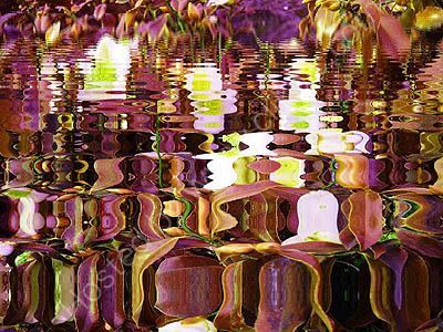 Magic Pond