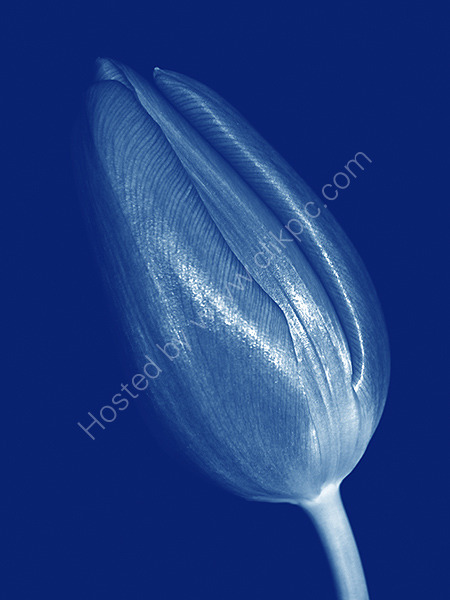 Blue Tulip