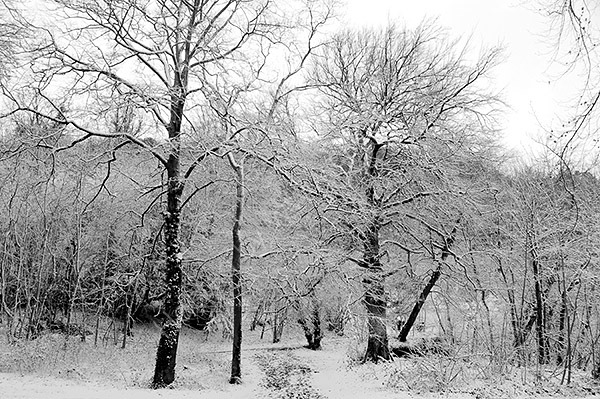 Snowy Woods
