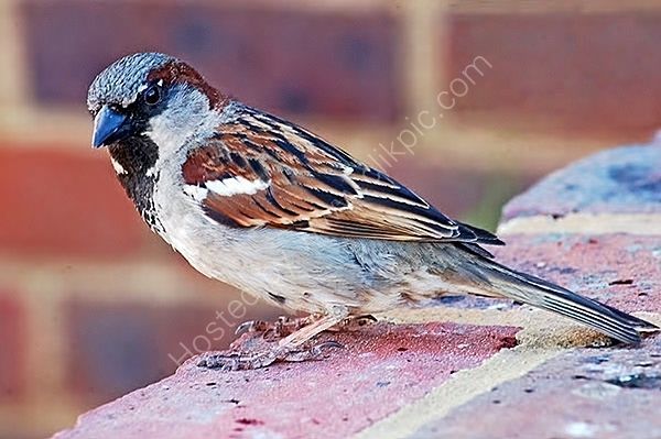 Cheeky Sparrow