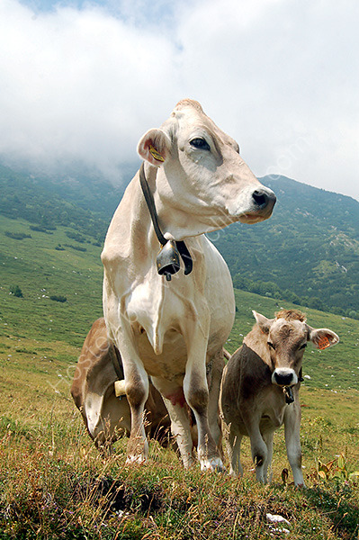 Cows on Monte Baldo