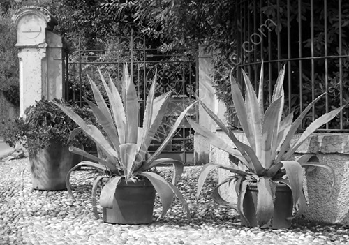 Two Potted Agaves