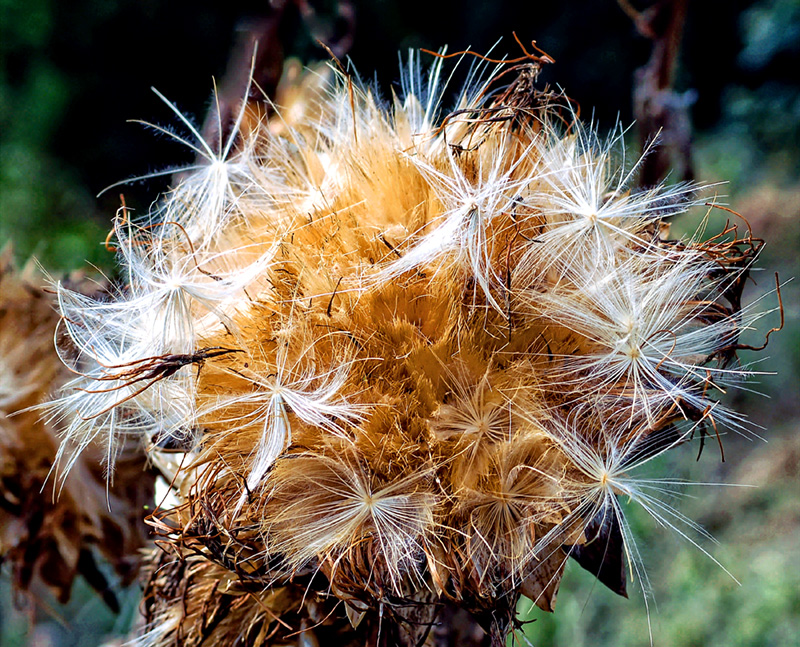 Cynara Cardunculus