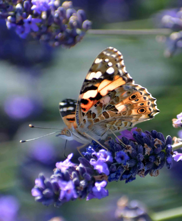 Peacock butterfly on Lavender.