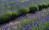 Welsh Lavender farm