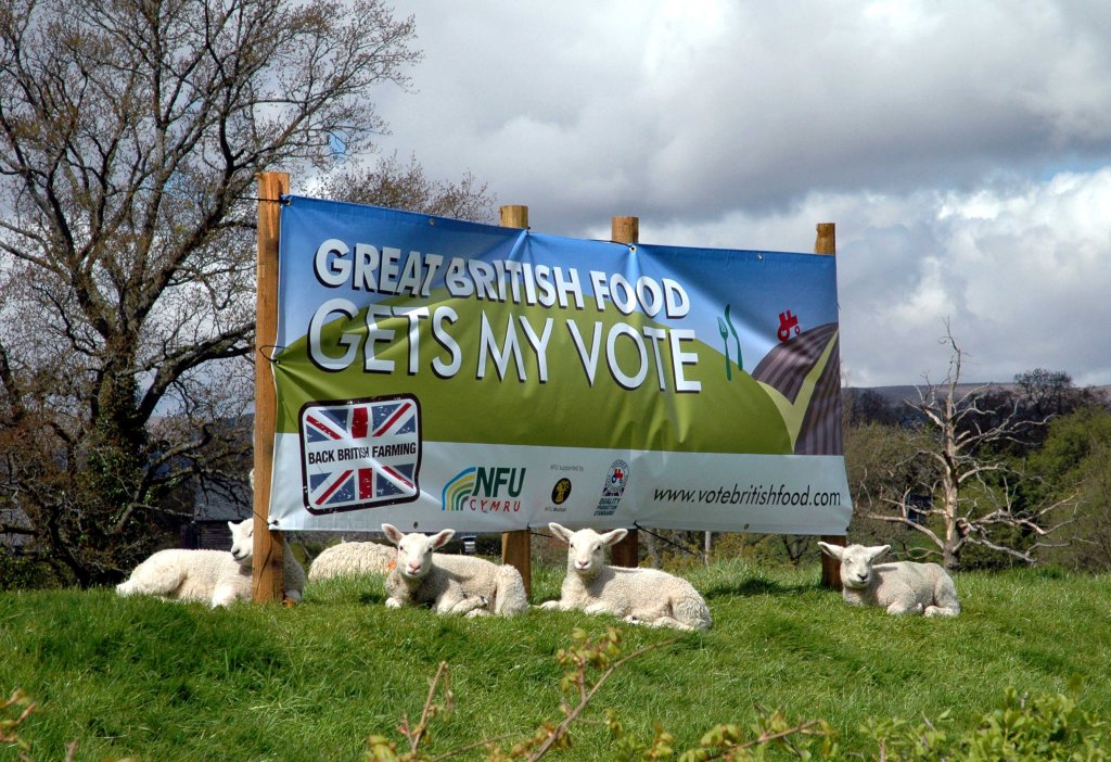Do these Lambs know what they are voting for ?
