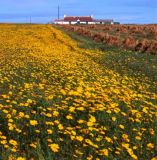 Caithness-Brough