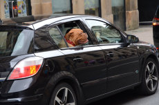 Turn right here driver