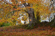 Autumn light