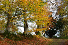 Beeches