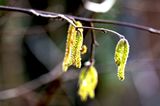 Catkins