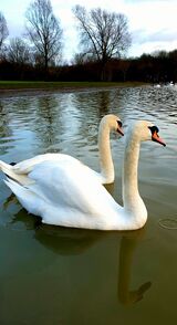 Swans at the rowing lake