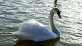 Swan at the rowing lake