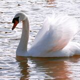 Mute Swan