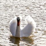Swan at the rowing lake