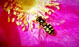 Hoverfly Black and Yellow