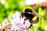 Bumble Bee