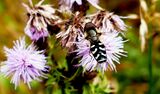 Hoverfly, Black and White