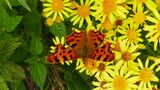 Comma Butterfly