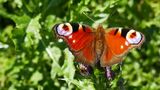 Peacock Butterfly