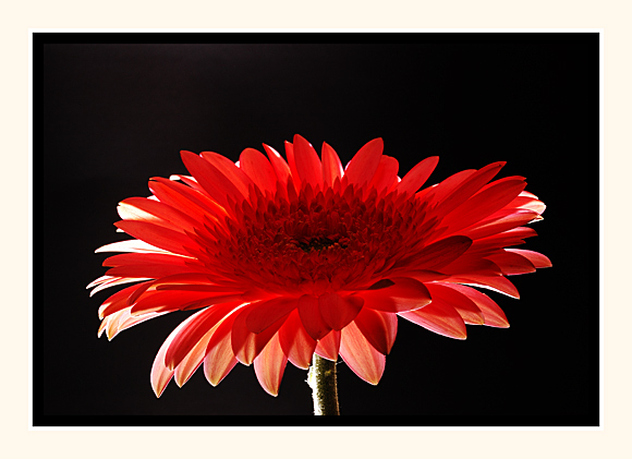 Gerbera