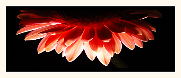 Demi Gerbera