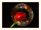 Rose In A Bubble