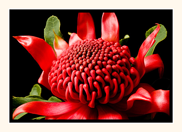 Waratah