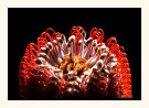 Red Banksia