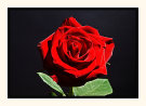 Velvet Rose
