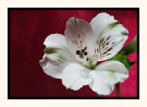 Peruvian Lily
