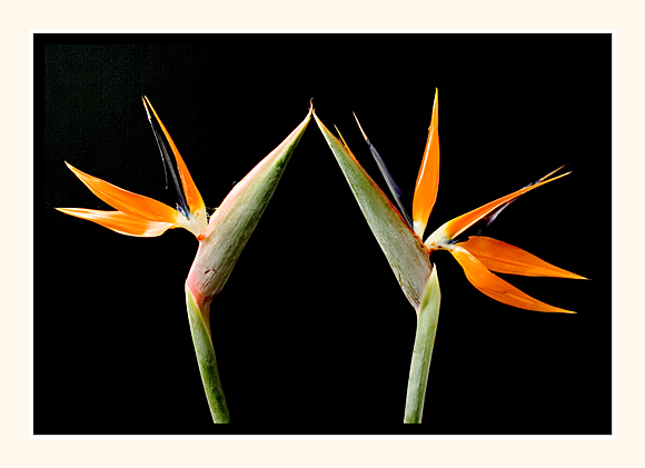 Strelitzia