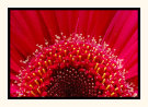 Starburst
