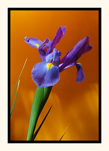 Iris