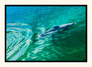 Dolphin Magic