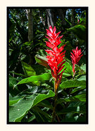 Red Ginger