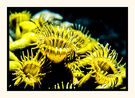 Zoanthids
