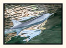 Dolphin Enchantment