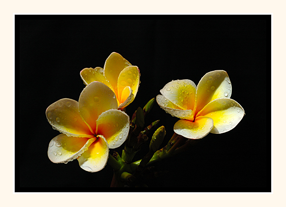 Fragrant Beauties