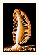 Sea Pen Feeding